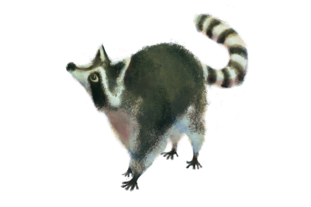 raccoon_2.png